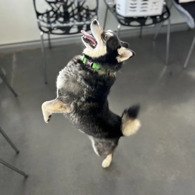 A senior medium-sized male Black Klee Kai dog named Jimothy for adoption in Normal, IL