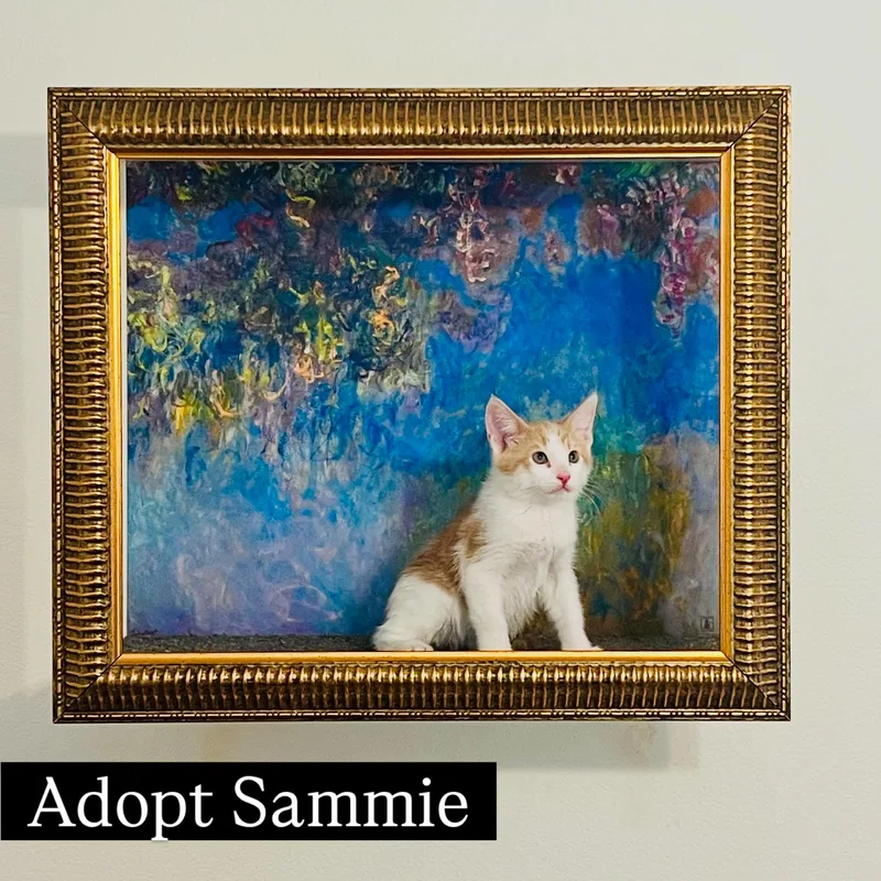 A baby small-sized male Buff / Tan / Fawn Turkish Van cat named Sammie for adoption in Los Angeles, CA