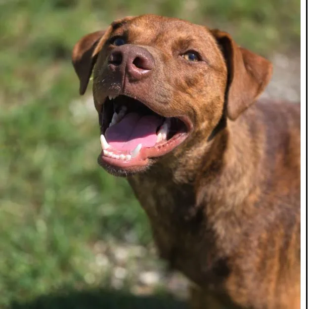 A young medium-sized male Labrador Retriever dog named CT Buzz for adoption in Eastford, CT