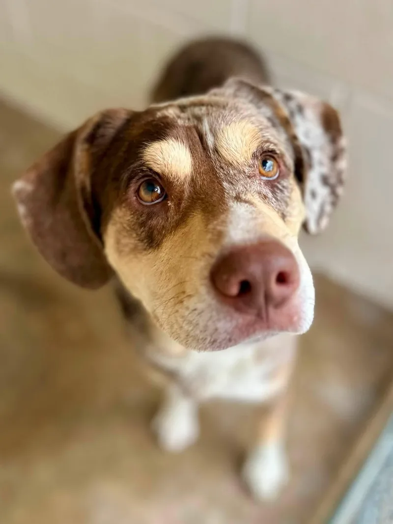 A young large-sized male Bicolor Catahoula Leopard Dog dog named Midway for adoption in Sherman, TX