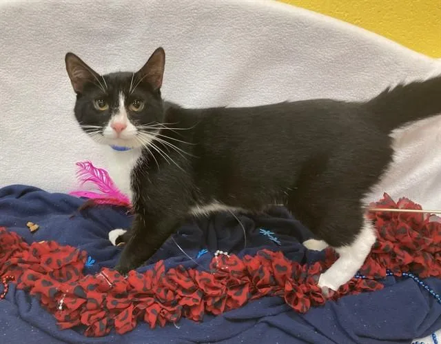 A young medium-sized male Domestic Short Hair cat named Diez for adoption in Upper Marlboro, MD