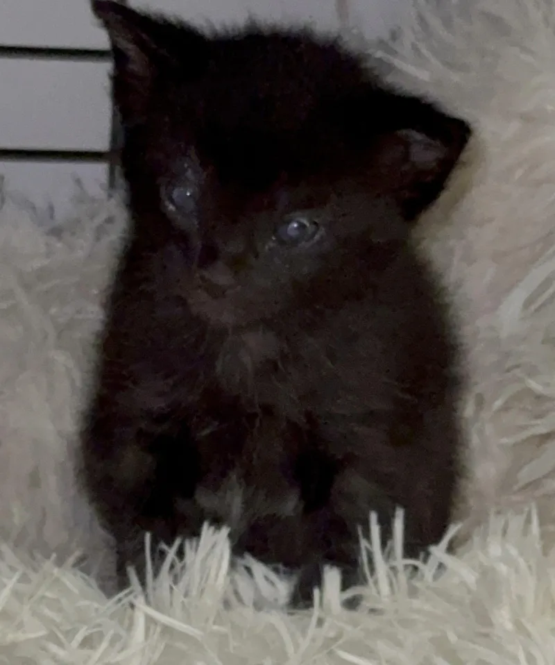 A baby medium-sized female Black Domestic Short Hair cat named Alanis for adoption in Port Washington, WI