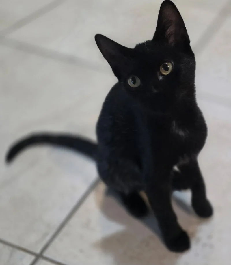 A baby medium-sized female Domestic Short Hair cat named Jelly for adoption in Fort Myers, FL
