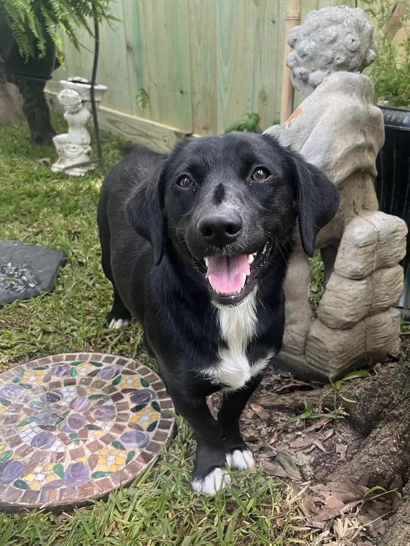 A young medium-sized female Black Dachshund dog named Raven for adoption in Livingston, TX