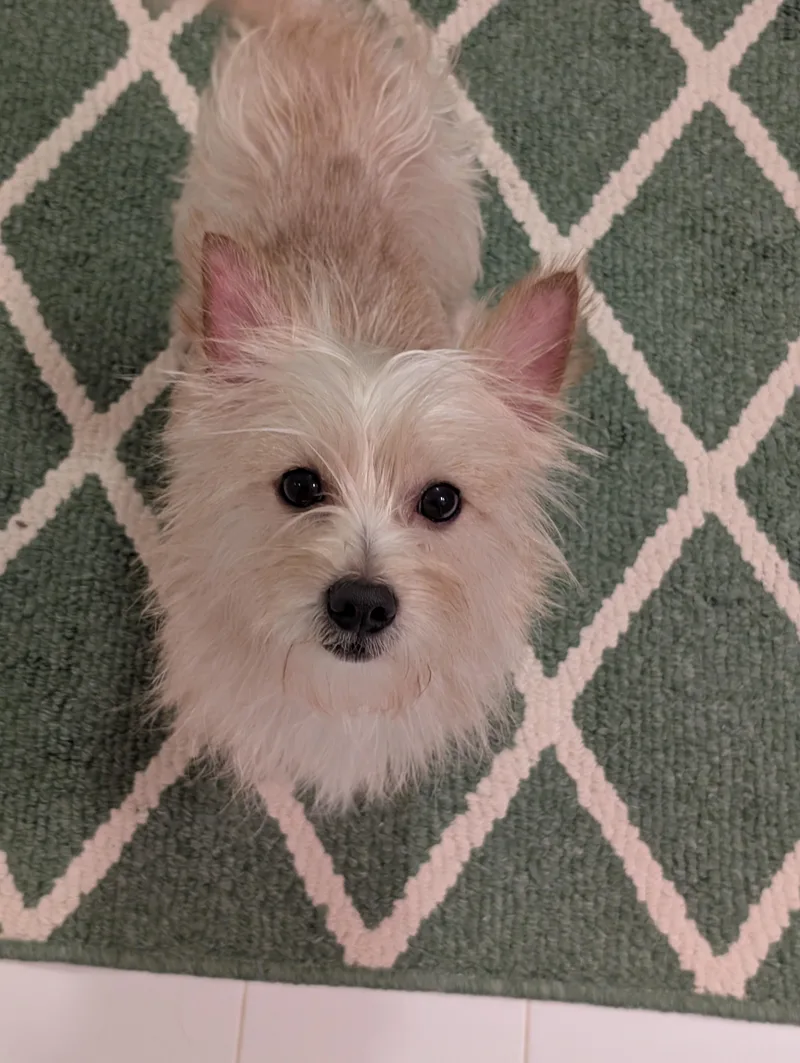 An adult small-sized male White / Cream Yorkshire Terrier dog named Chip for adoption in Greensboro, NC
