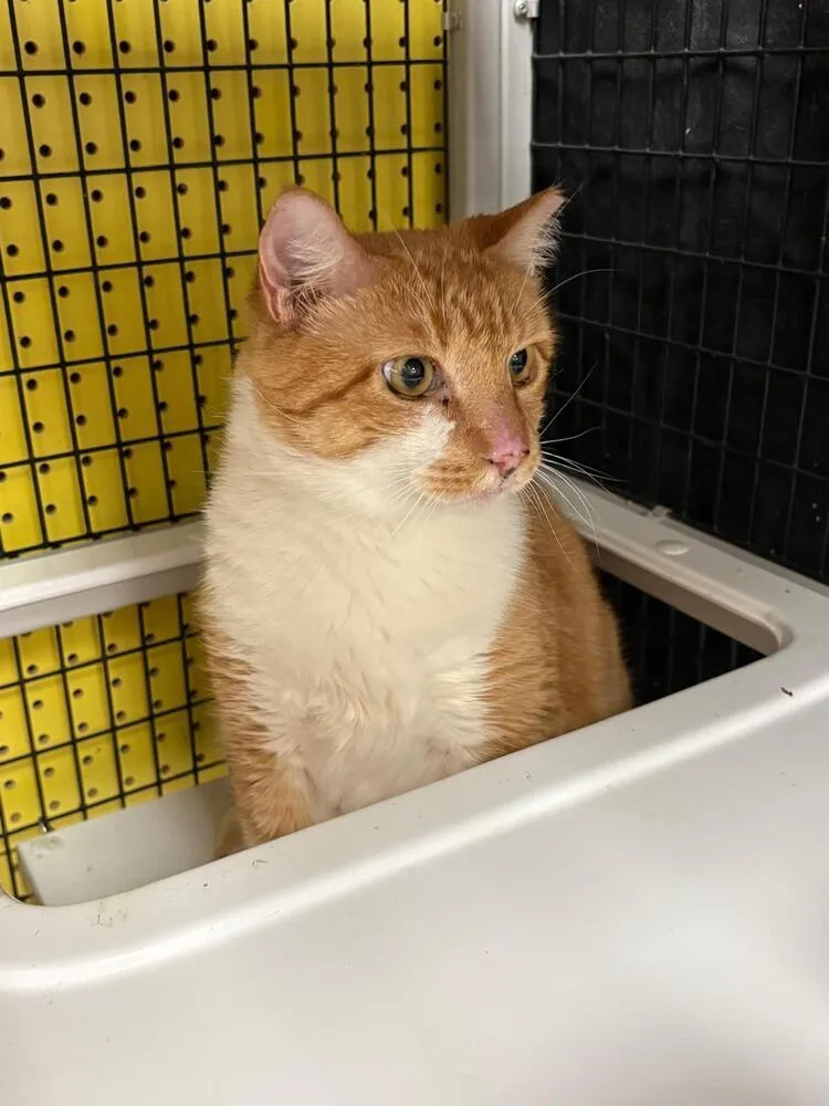 An adult medium-sized male Orange & White Domestic Short Hair cat named Blaze for adoption in Orlando, FL