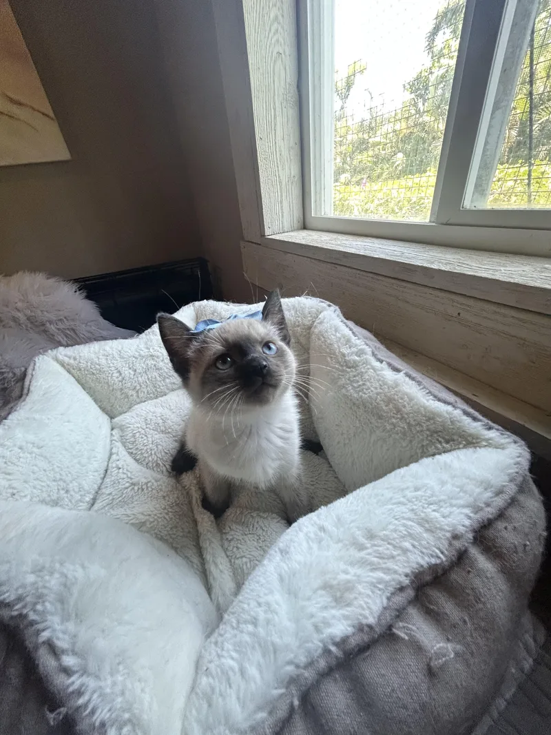 A baby medium-sized male Seal Point Siamese cat named Luca for adoption in Bradenton, FL