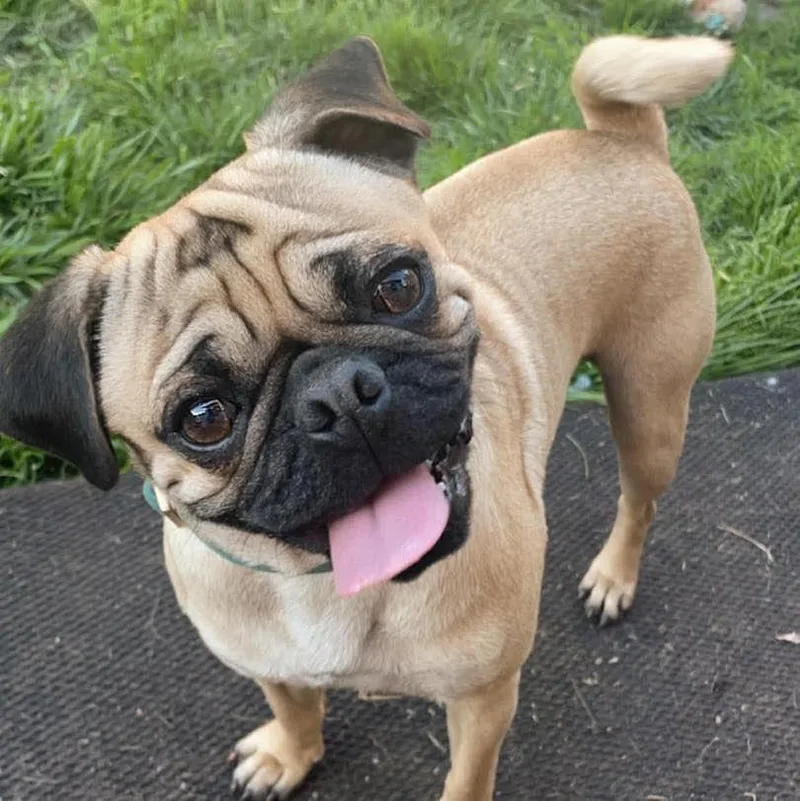 An adult small-sized male Apricot / Beige Pug dog named Joey for adoption in Grand Island, NE
