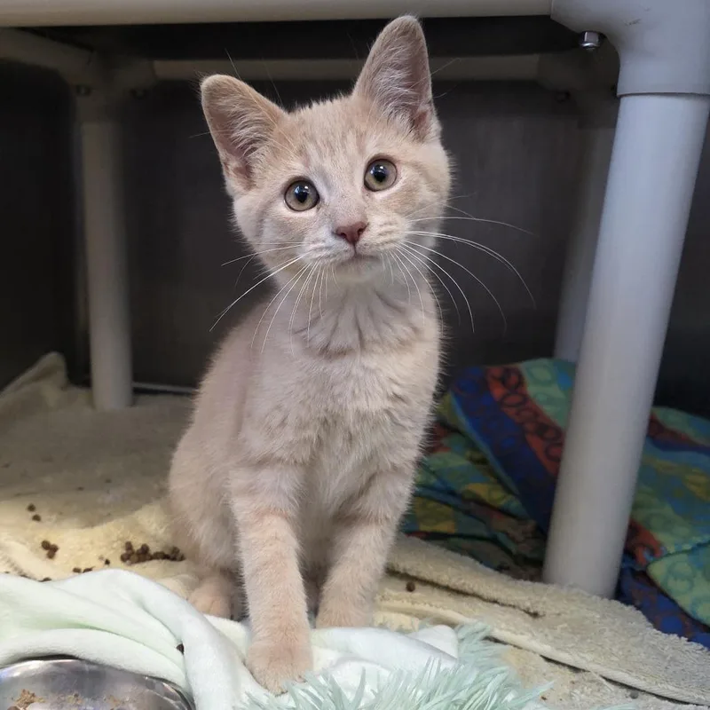 A baby medium-sized male Buff / Tan / Fawn Domestic Short Hair cat named Khaki for adoption in Fort Wayne, IN