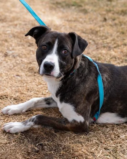 An adult large-sized female Mixed Breed dog named Sylvia for adoption in Pequot Lakes, MN