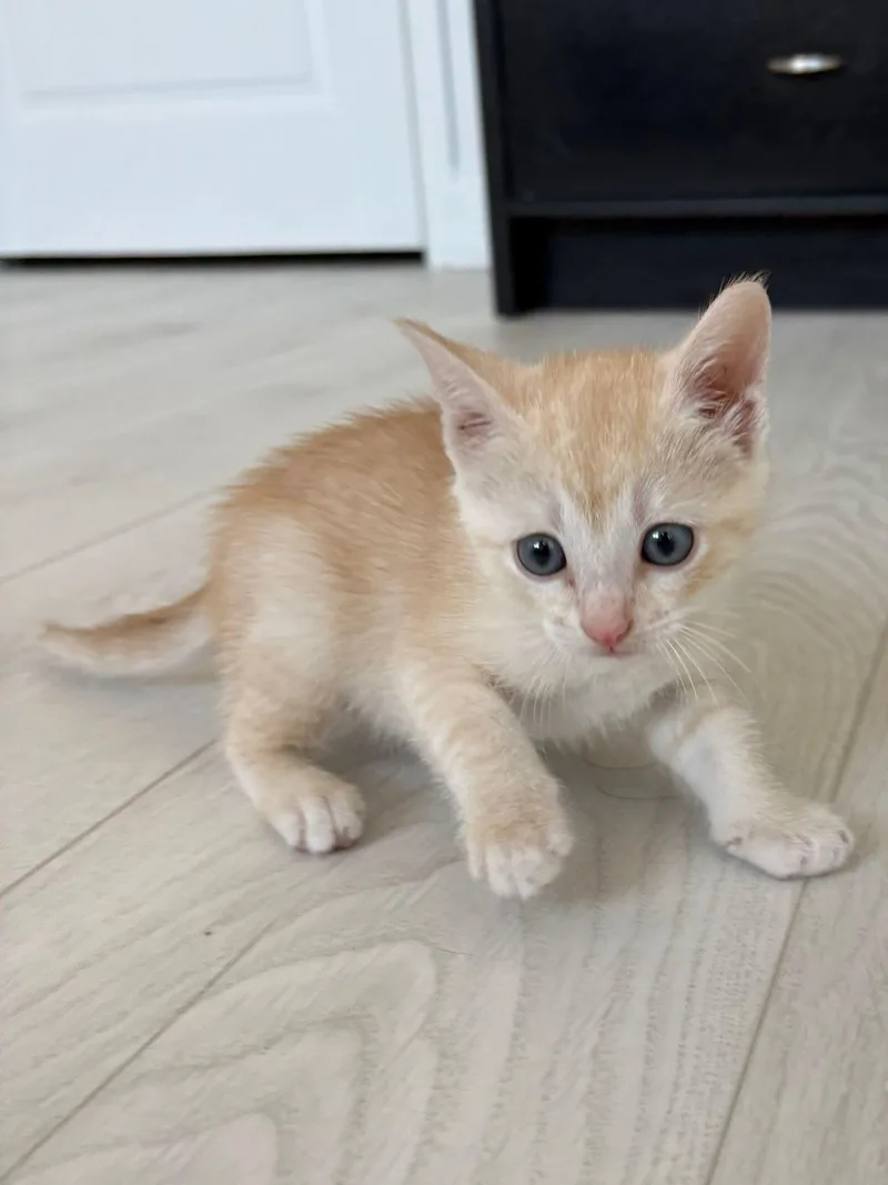 Creamsicle thumbnail 2