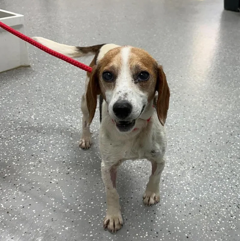 A senior small-sized female Tricolor (Brown, Black, & White) Beagle dog named Myrtle for adoption in Bardstown, KY