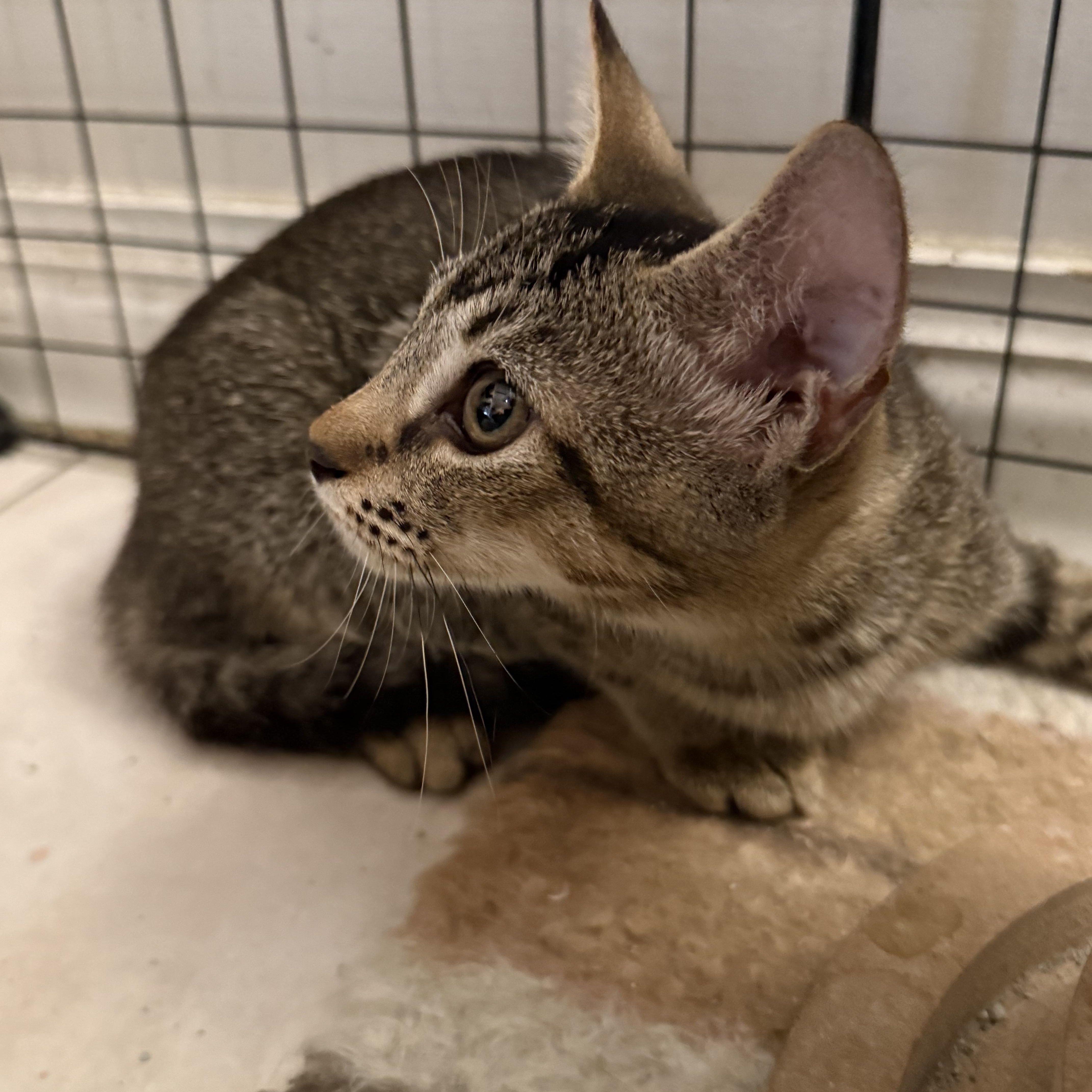A young medium-sized female Tabby (Brown / Chocolate) Tabby cat named Isla for adoption in Intercession city , FL