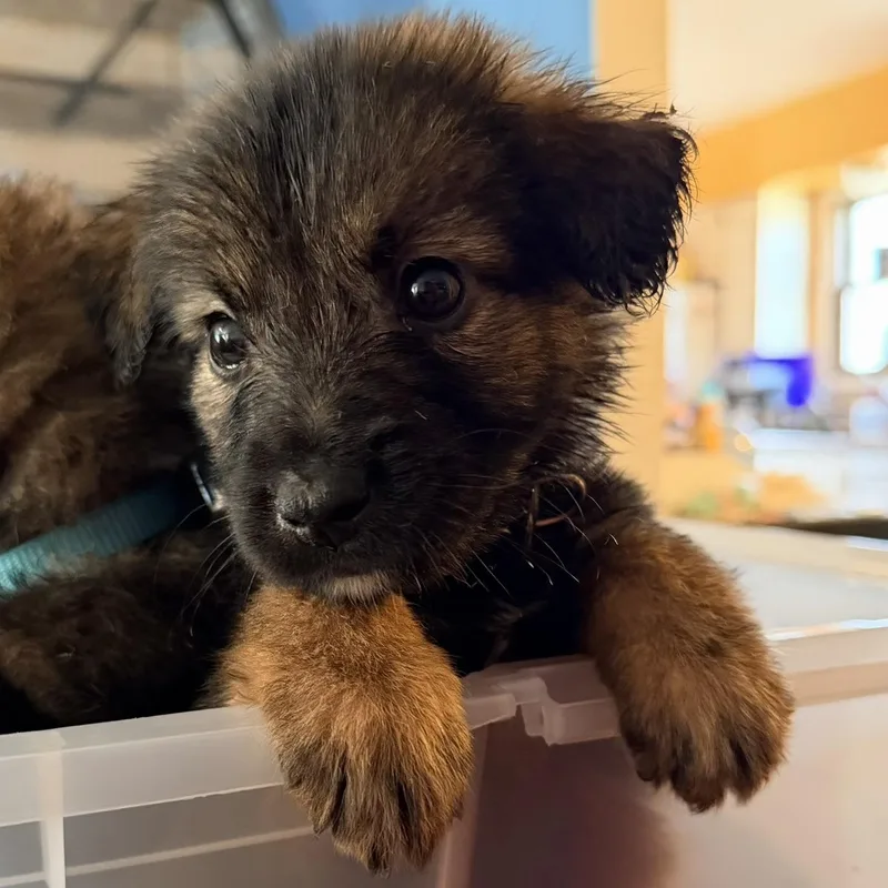 A baby medium-sized male Shepherd dog named Vader for adoption in Saint John, IN