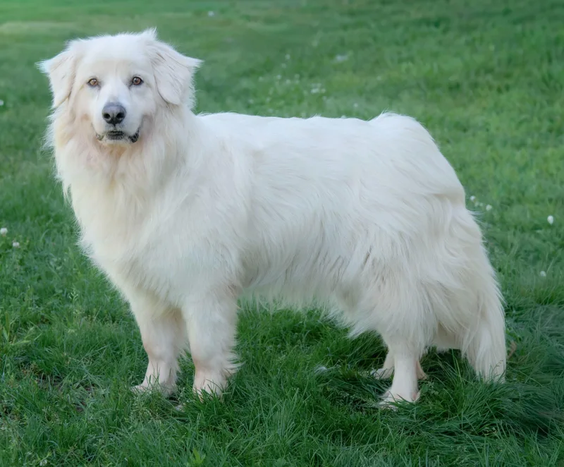 An adult large-sized female White / Cream Great Pyrenees dog named Juno for adoption in Nashville, TN