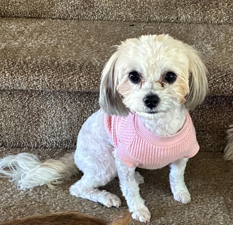 An adult small-sized female White / Cream Maltese dog named Rosie for adoption in West Valley, UT