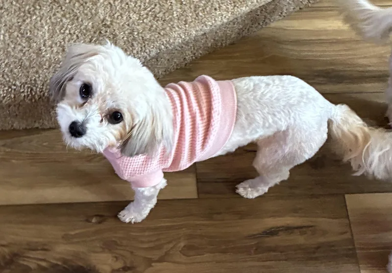 Rosie thumbnail 2