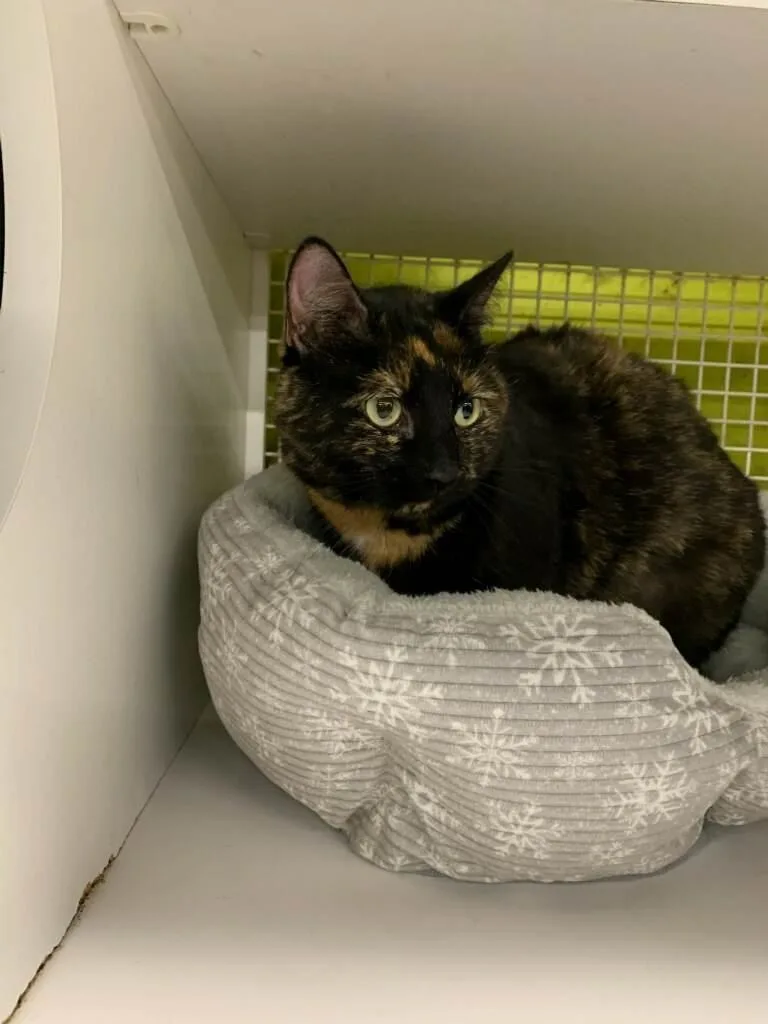 Delilahh thumbnail 2