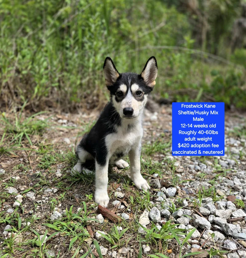 A baby medium-sized male Shetland Sheepdog / Sheltie dog named Frostwick Kane for adoption in Oviedo, FL