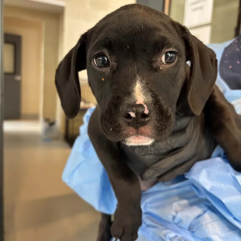 A baby small-sized female Black Mixed Breed dog named Ghoulia for adoption in Huntington, WV