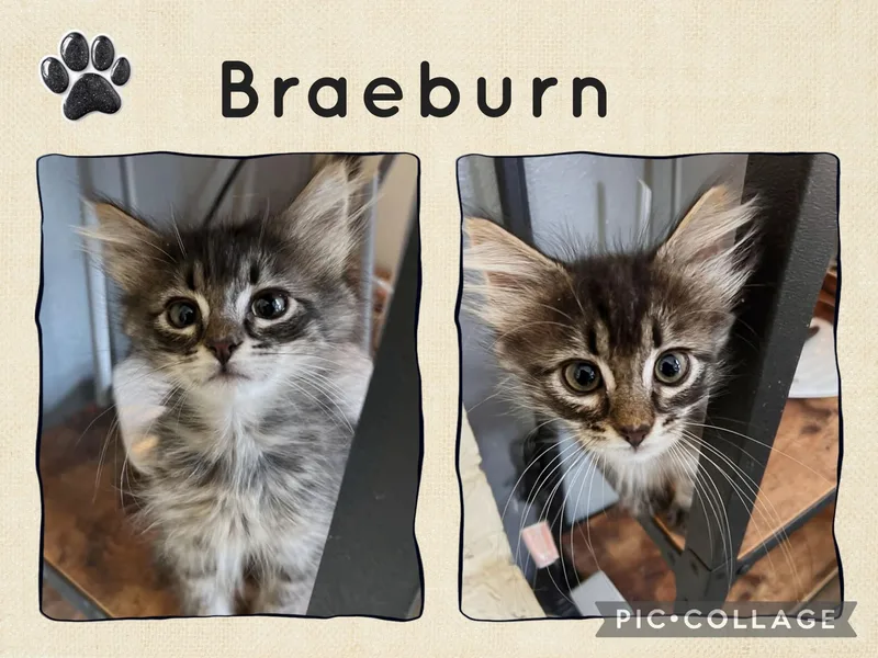 A baby small-sized male Tabby (Brown / Chocolate) Domestic Short Hair cat named Braeburn for adoption in Newberg, OR