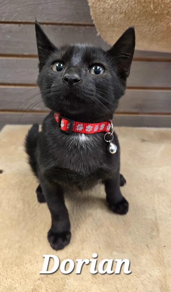 A baby small-sized male Domestic Short Hair cat named Dorian for adoption in Sidney, OH