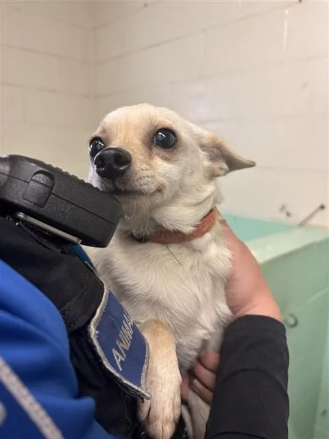 A young small-sized male Chihuahua dog named Lucky for adoption in Sacramento, CA