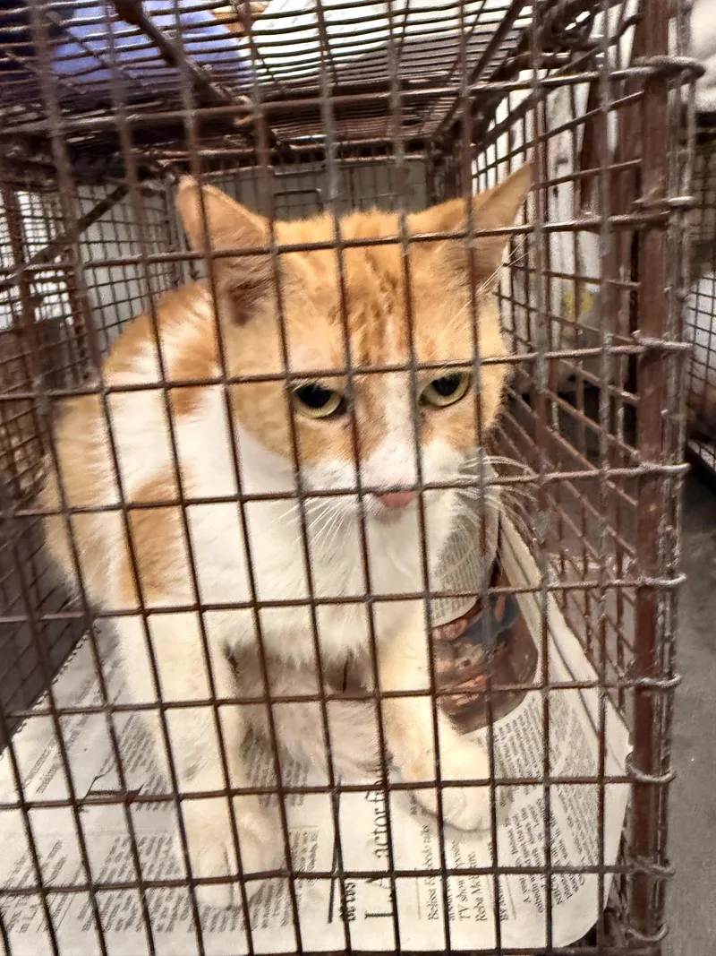 An adult large-sized female Domestic Short Hair cat named Goldi Locks for adoption in Los Angeles, CA