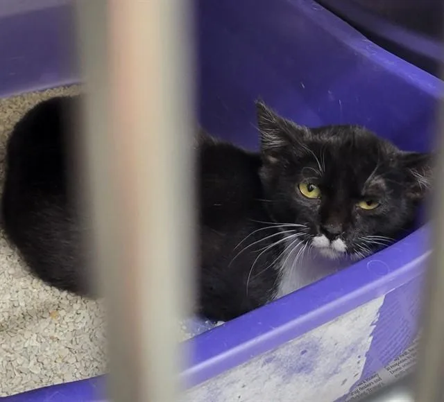 A young small-sized female Domestic Short Hair cat named Oreo for adoption in Anchorage, AK
