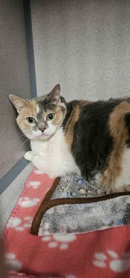 An adult large-sized female White Domestic Short Hair cat named Angelica for adoption in Canon City, CO