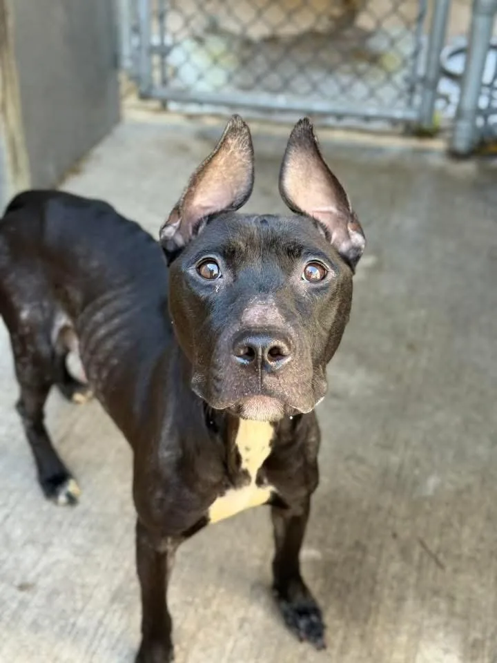 An adult medium-sized female Black Pit Bull Terrier dog named Nyema for adoption in Chicago, IL