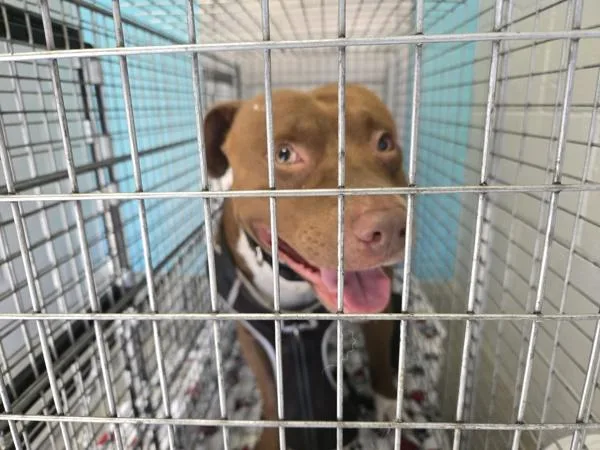 An adult medium-sized male Pit Bull Terrier dog named Marvin Gaye for adoption in Oceanside, CA