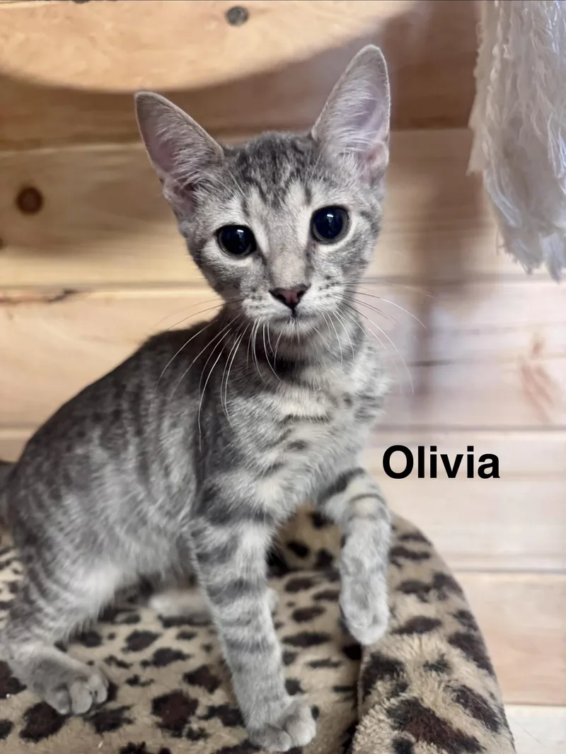 Olivia