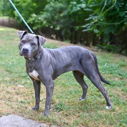 An adult large-sized female Mixed Breed dog named Pineapple for adoption in Chamblee, GA