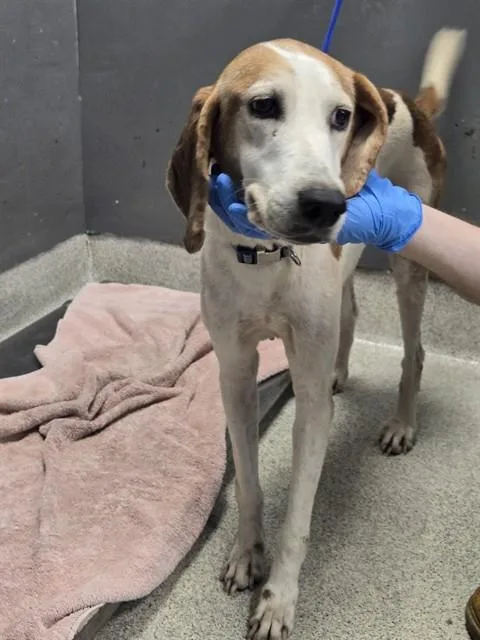 An adult medium-sized female Treeing Walker Coonhound dog named Muriel for adoption in Tallahassee, FL