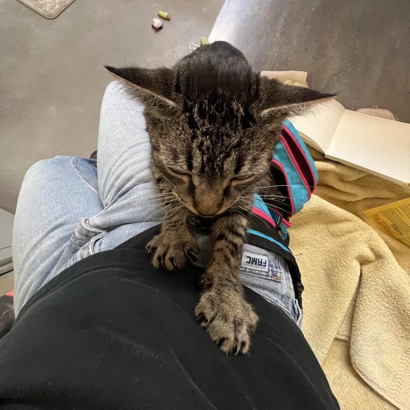 An adult medium-sized male Gray / Blue / Silver Domestic Short Hair cat named Char Char for adoption in Pittsburgh, PA