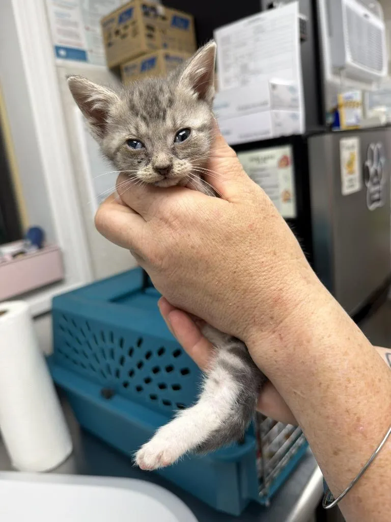 A baby medium-sized female Domestic Short Hair cat named Dionne for adoption in Pomona, NY