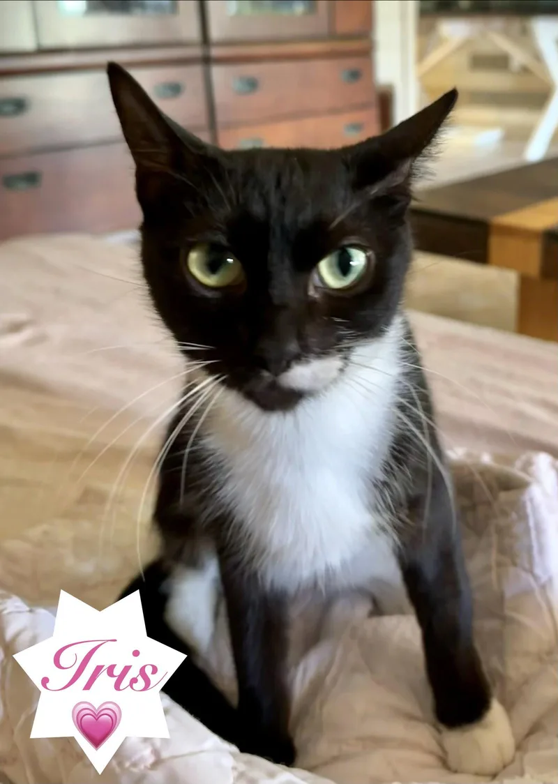 An adult medium-sized female Black & White / Tuxedo Domestic Short Hair cat named Iris for adoption in Longwood, FL