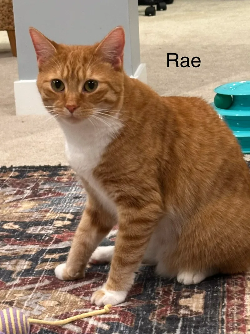 Rae