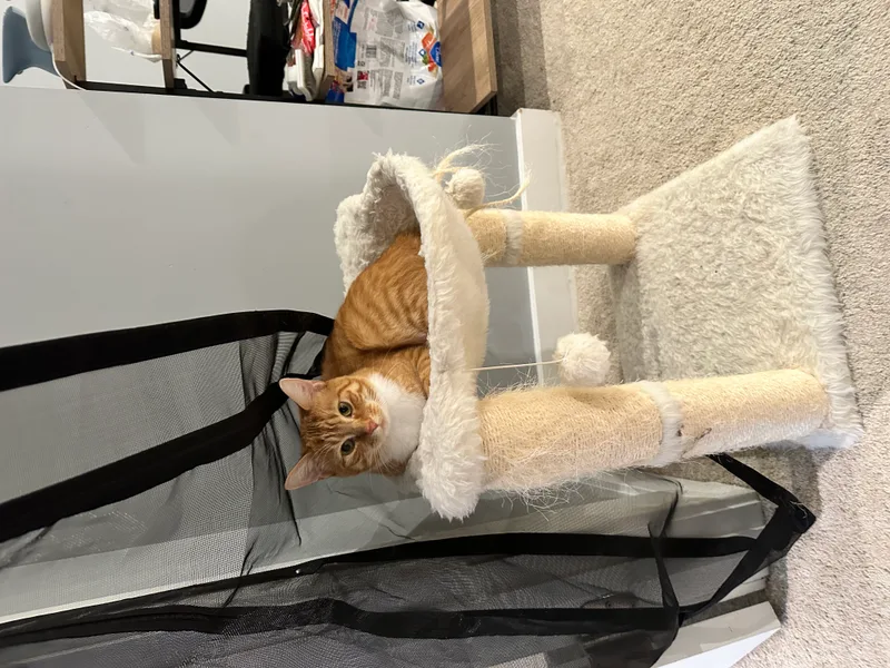 A young small-sized female Orange and White Domestic Short Hair cat named Rae for adoption in Ladysmith, Virginia