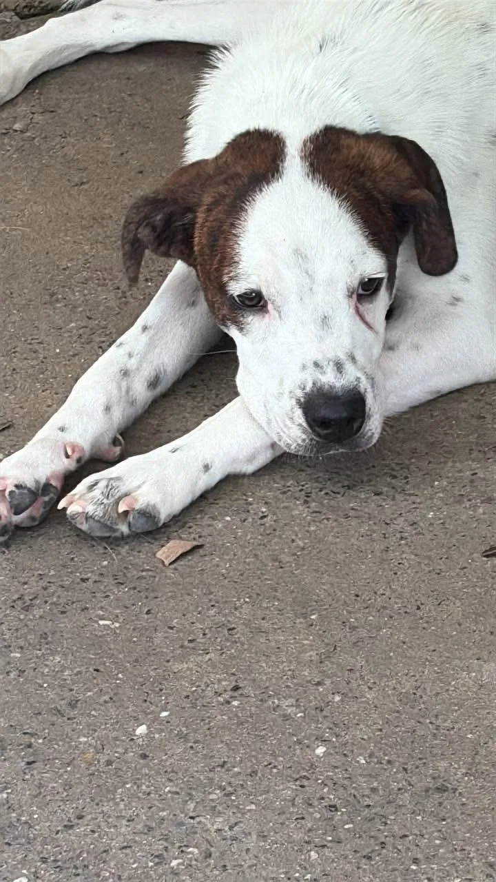 An adult medium-sized male Apricot / Beige Hound dog named Binni for adoption in Fincastle, VA