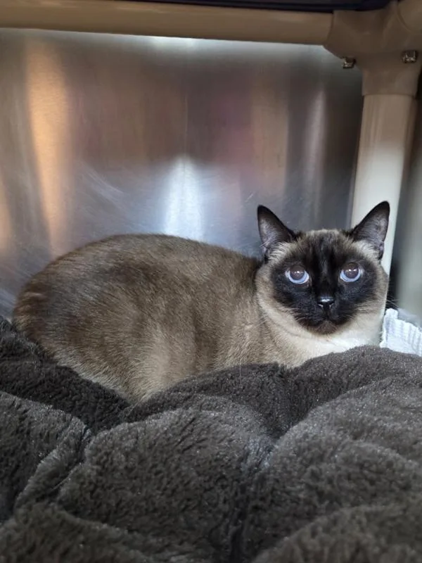 An adult medium-sized female Siamese cat named Toasted Marshmallow for adoption in Millersville, MD