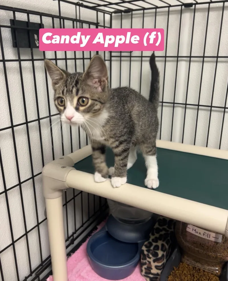 Candy Apple