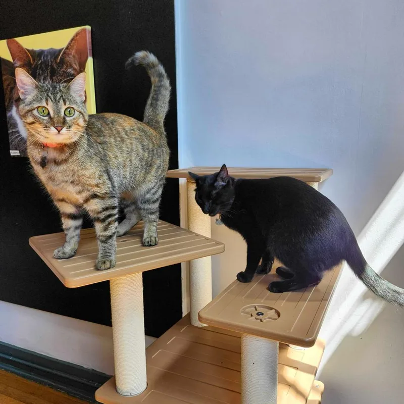 An adult medium-sized male Domestic Short Hair cat named Silas And Luna for adoption in Stokesdale, NC