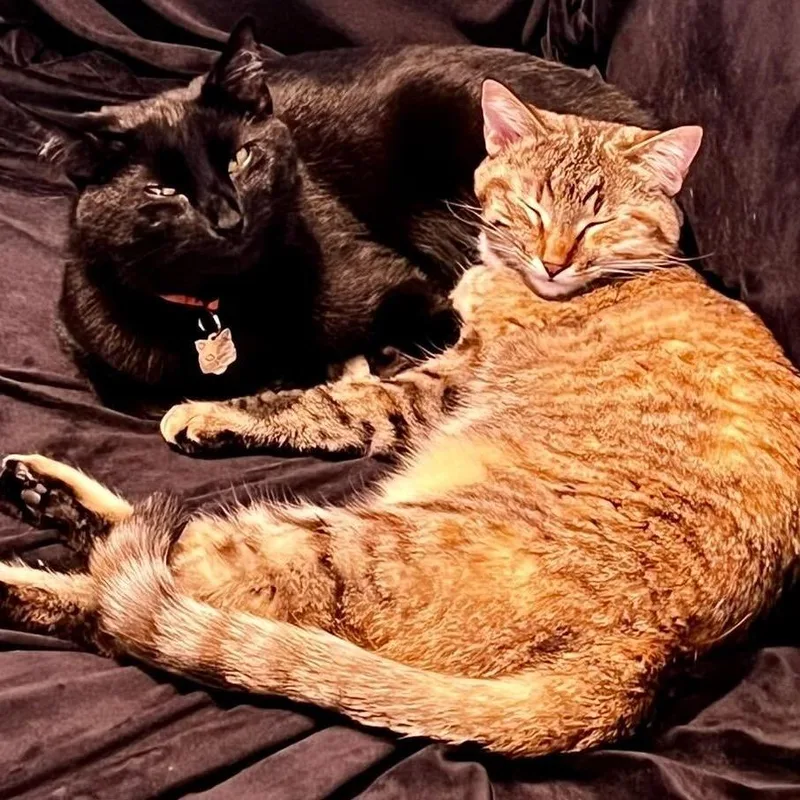 Silas And Luna thumbnail 3