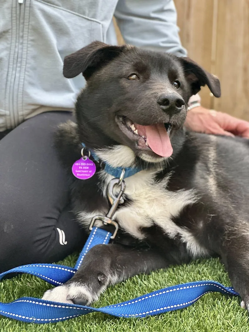 A young medium-sized male Husky dog named Angus for adoption in Breinigsville, PA