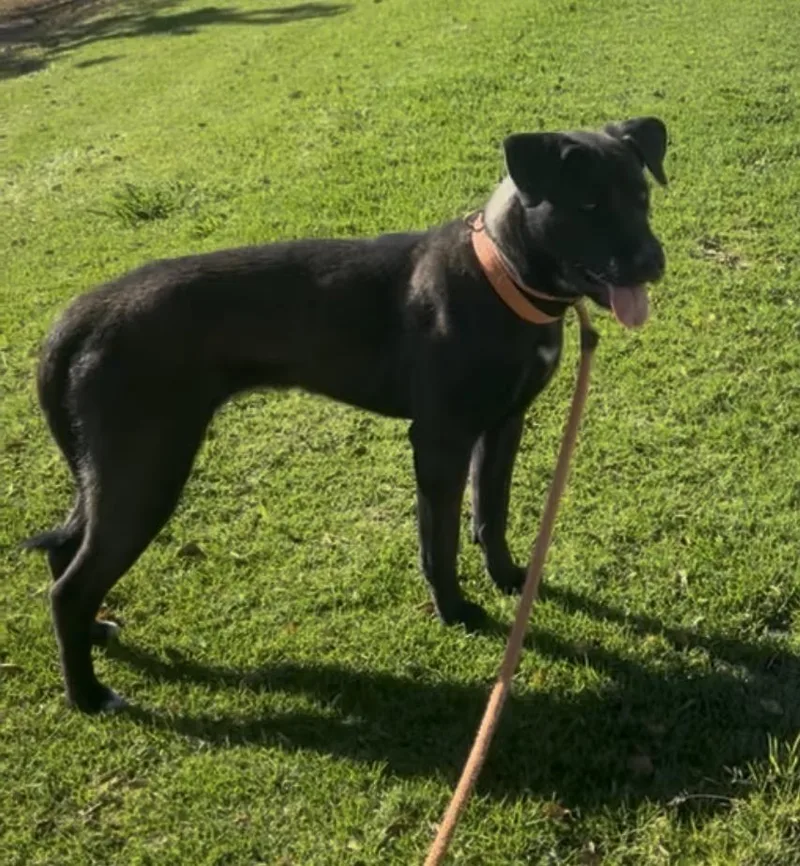 A young large-sized female Black Cane Corso dog named Cassie for adoption in Santa Rosa Valley, CA
