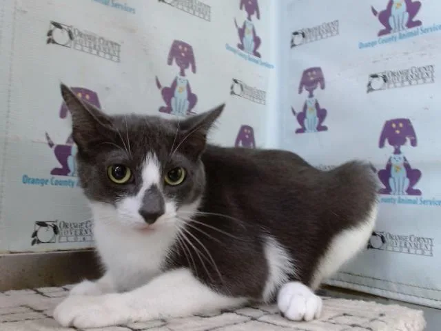 An adult small-sized female Domestic Short Hair cat named Bobby for adoption in Orlando, FL