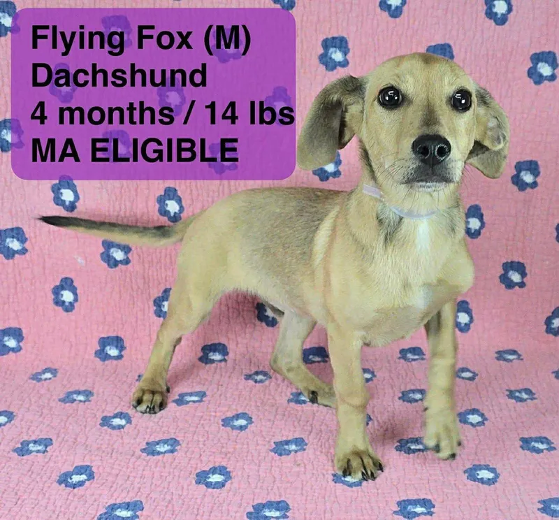 A young small-sized male Dachshund dog named Flying Fox for adoption in Pomfret Center, CT