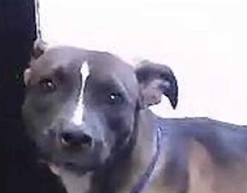 A young medium-sized female Pit Bull Terrier dog named Chloe for adoption in Tulsa, OK